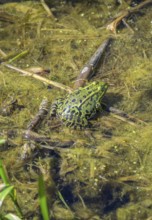Edible Frog (Pelophylax cl. esculentus) in Kopacki Rit nature park Park, Kopacevo, Osijek-Baranja