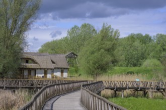 Jetty in the Kopacki Rit nature park Park, Kopacevo, Osijek-Baranja County, Croatia