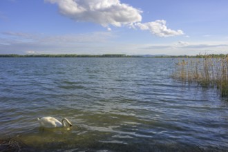 Swan on Drava reservoir, Prelog, Medimurje County, Croatia