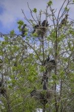 Colony of cormorants (Phalacrocorax carbo) on trees in Kopacki Rit nature park Park, Kopacevo,