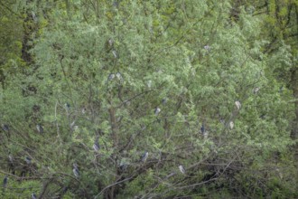 Colony of night herons (Nycticorax nycticorax) in Kopacki Rit nature park Park, Kopacevo,