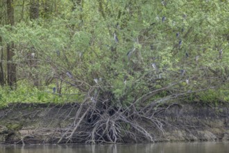 Colony of night herons (Nycticorax nycticorax) in Kopacki Rit nature park Park, Kopacevo,