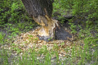 Tree gnawed by beaver in Kopacki Rit nature park Park, Kopacevo, Osijek-Baranja County, Croatia