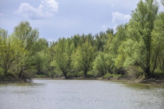 Boat tour through the oxbow lake in Kopacki Rit nature park Park, Kopacevo, Osijek-Baranja County,