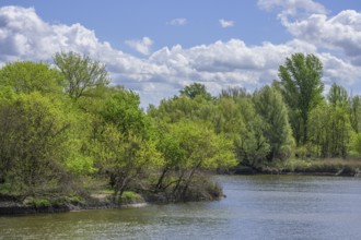 Sakadas Lake in Kopacki Rit nature park Park, Kopacevo, Osijek-Baranja County, Croatia