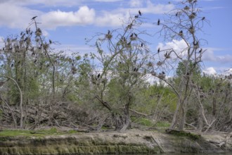 Colony of cormorants (Phalacrocorax carbo) on trees in Kopacki Rit nature park Park, Kopacevo,