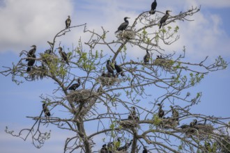 Colony of cormorants (Phalacrocorax carbo) on trees in Kopacki Rit nature park Park, Kopacevo,