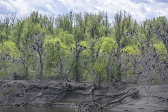 Colony of cormorants (Phalacrocorax carbo) on trees in Kopacki Rit nature park Park, Kopacevo,
