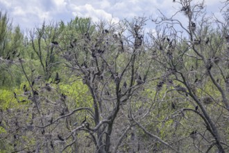 Colony of cormorants (Phalacrocorax carbo) on trees in Kopacki Rit nature park Park, Kopacevo,