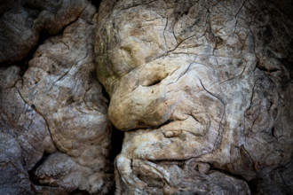 Gnarled old tree, Åland, Åland Islands, Finland