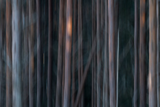 Pine forest, wipe-clean image, Åland, Åland Islands, Finland