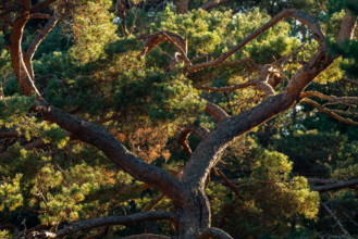 Crown of a mighty old pine tree, Åland, Åland Islands, Finland