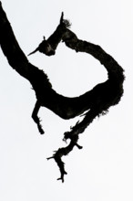 Silhouette of a gnarled branch, Åland, Åland Islands, Finland