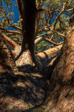 Crown of a mighty old pine tree, Åland, Åland Islands, Finland