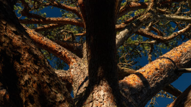 Crown of a mighty old pine tree, Åland, Åland Islands, Finland