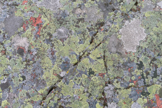 Lichen on a granite rock, Åland, Åland Islands, Finland