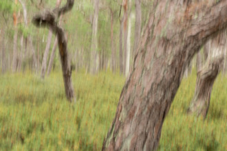 Pine forest, wipe-clean image, Åland, Åland Islands, Finland