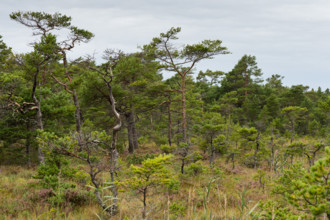 Pine forest in a marshland, Åland, Åland Islands, Finland