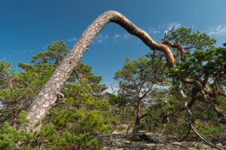 Gnarled, wind-bent pine tree, Getaberg, Geta, Åland, Åland Islands, Finland