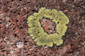 Yellowish-green circular lichen on a granite rock, Getaberg, Geta, Åland, Åland Islands, Finland