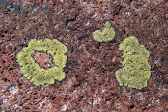 Yellowish-green lichen on a granite rock, Getaberg, Geta, Åland, Åland Islands, Finland