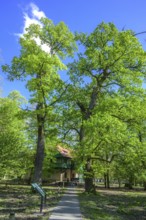 English oak (Quercus robur) and hunting lodge, Tikves, Osijek-Baranja County, Croatia