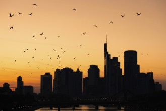 A flock of birds flies over the Frankfurt banking skyline in the evening shortly after sunset,