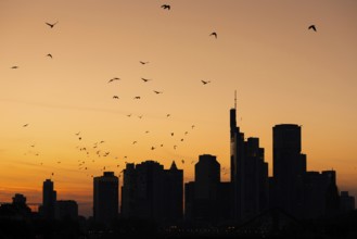 A flock of birds flies over the Frankfurt banking skyline in the evening shortly after sunset,