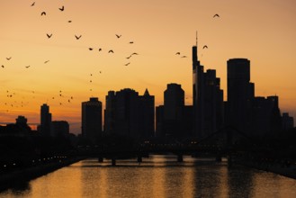 A flock of birds flies over the Frankfurt banking skyline in the evening shortly after sunset,
