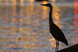 The silhouette of a heron is silhouetted against the water of the Main, reflecting the lights of
