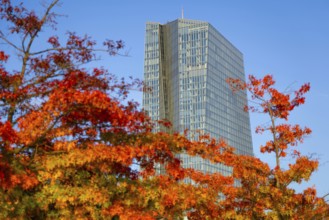 The European Central Bank (ECB) in Frankfurt am Main stands out from the autumnal, colourful trees