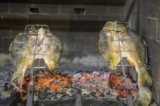 Carp roasting over an open charcoal fire in the Josic restaurant in the cellar alley, Zmajevac,