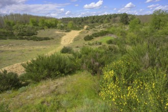 Flowering gorse in the Ðurdevacki pjesci nature reserve, Ðurdevac, Koprivnica-Križevc County,