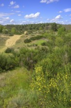 Flowering gorse in the Ðurdevacki pjesci nature reserve, Ðurdevac, Koprivnica-Križevc County,