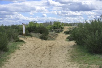 Ðurdevacki pjesci nature reserve, Ðurdevac, Koprivnica-Križevc County, Croatia