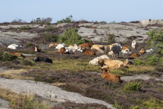 Cows, Ramsvik, Naturreservat Ramsviklandet, Bohuslän, Skagerrak, Sotenäs, Västra Götalands län,