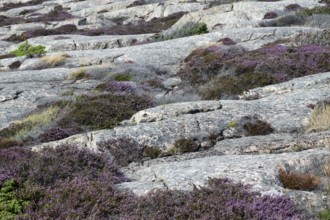 Heather, Bohus granite, Ramsvik, Ramsviklandet nature reserve, archipelago, Bohuslän, Skagerrak,