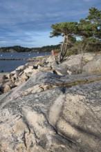 Rocky coast with pine trees and falun red boathouse, Resö Island, Bohuslän, Skagerrak, Sotenäs,