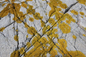 Yellowish lichen on a furrowed granite rock, Resö Island, Bohuslän, Skagerrak, Sotenäs, Västra