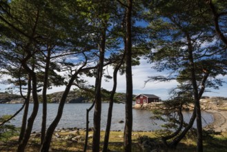 Pine forest and falun red house, Resö island, Bohuslän, Skagerrak, Sotenäs, Västra Götalands län,