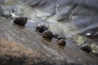 Sea snails on a rock in the surf, Resö Island, Bohuslän, Skagerrak, Sotenäs, Västra Götalands län,