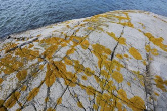 Yellowish lichen on a rugged granite rock by the sea, Resö Island, Bohuslän, Skagerrak, Sotenäs,