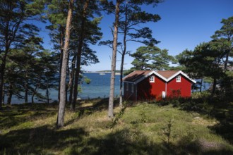 Falun red or Swedish red boathouses between pine trees, Resö Island, Bohuslän, Skagerrak, Sotenäs,