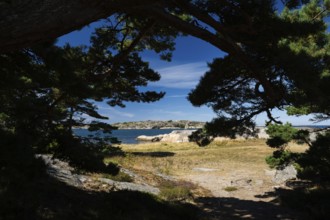 View through pine forest to archipelago landscape, Resö island, Bohuslän, Skagerrak, Sotenäs,