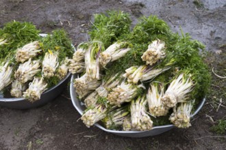 Two bowls filled with freshly harvested wild vegetables lie outside on the ground in a natural