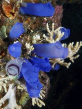 Group of Blue Sea Squirts (Clavelina coerulea) surrounded by corals in the ocean. Dive site Prapat,