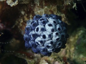 Mushroom sea squirt (Nephtheis fascicularis) . Dive site Prapat, Penyapangan, Bali, Indonesia
