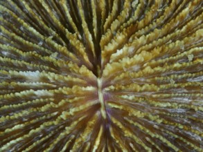 Close-up of mushroom coral (Fungia fungites) in brown and beige. Dive site Gondol Bay, Gondol,