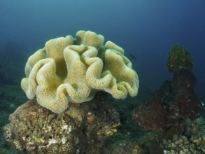 Large yellowish coral structure, mushroom leather coral (Sarcophyton glaucum), in the blue ocean