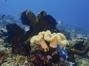 Two large curved soft corals, mushroom leather coral (Sarcophyton glaucum), on the seabed. Dive
